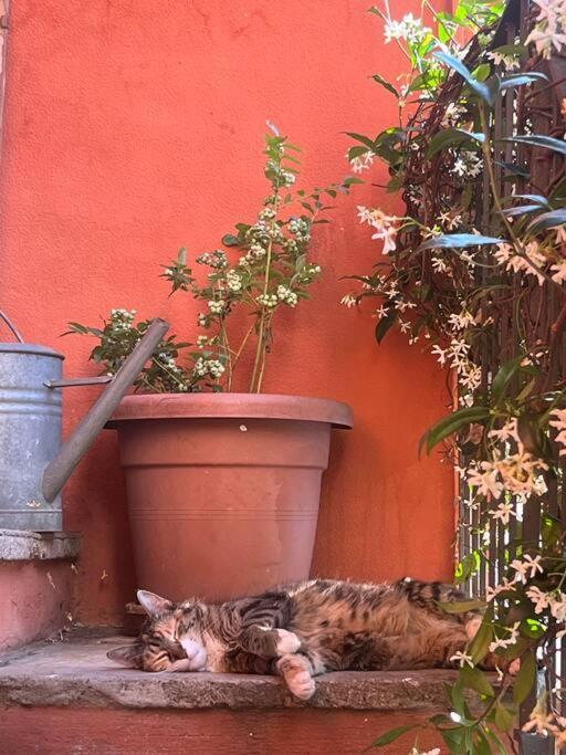 Come A Casa Castelletto sopra Ticino Luaran gambar